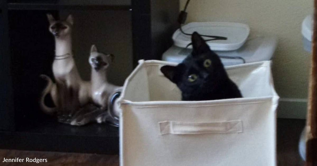 Woman Lures Feral Kitten Out of Dumpster With a Can of Spam