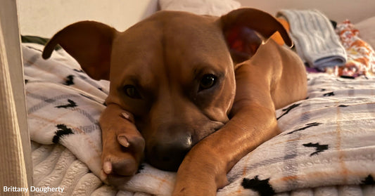 A Starving Dog Chose His Human in the Middle of the Street