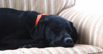 Black Labrador sleeping peacefully on a striped couch.
