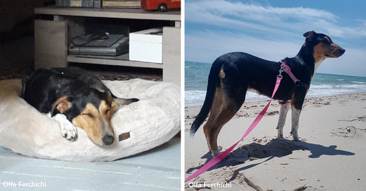 Split image showing the dog sleeping on a bed indoors on the left and standing alert on a beach on the right.