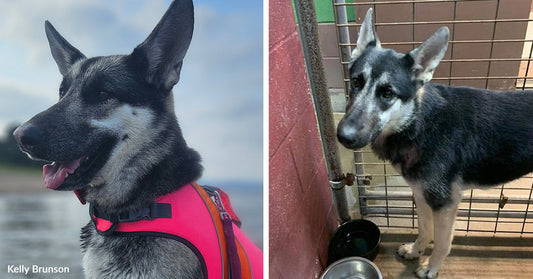 Split image showing the shepherd mix after rescue in a kennel beside bowls and later sitting on a paddleboard in a pink life jacket.