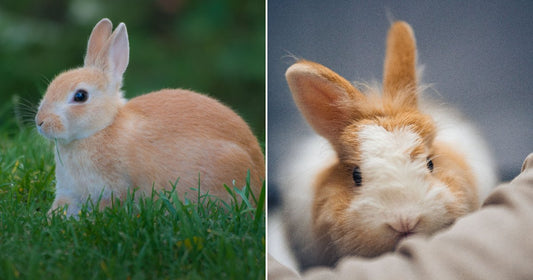 Split image: a light brown rabbit resting in grass on the left, and a close-up of a rabbit being held on the right.
