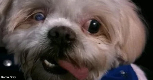 Tiny Matted Dog Escapes Death Row One Day Before It Is Too Late