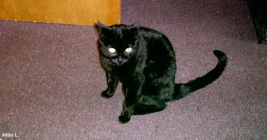 Black cat with glowing eyes sitting on a carpeted floor indoors, looking toward the camera.