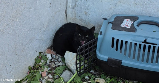 Black cat crouching beside a pet carrier in a corner outdoors, appearing frightened and defensive.