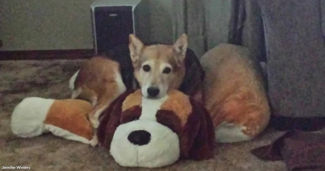 A tan and white dog rests on a carpeted floor beside a large stuffed animal dog toy.