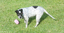 Close-up of the speckled dog standing on bright green grass beside a pink toy, looking toward the camera.