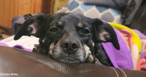 Older black dog with gray markings rests its chin on a couch arm, partially wrapped in a purple blanket, eyes half closed.