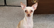 A small white Chihuahua sits attentively on beige carpet in front of a wooden dresser.