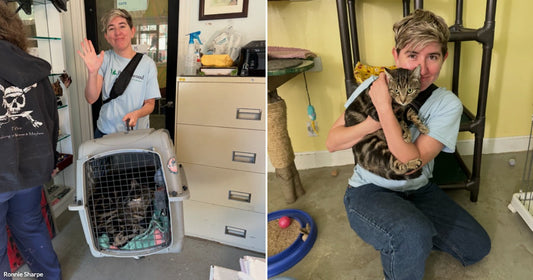 On the left, a person waves while holding a pet carrier with a cat inside a shelter office; on the right, the same person kneels holding a tabby kitten.