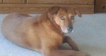 A golden-brown dog lies on beige carpet in front of a wooden dresser, looking directly at the camera.