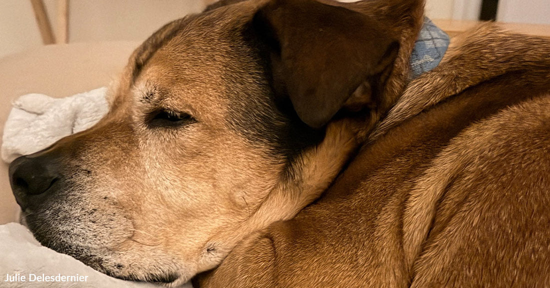 Fate Intervened When a Rescue Dog and Cat Refused to Be Overlooked