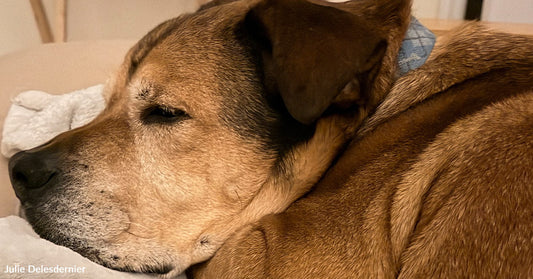 Fate Intervened When a Rescue Dog and Cat Refused to Be Overlooked