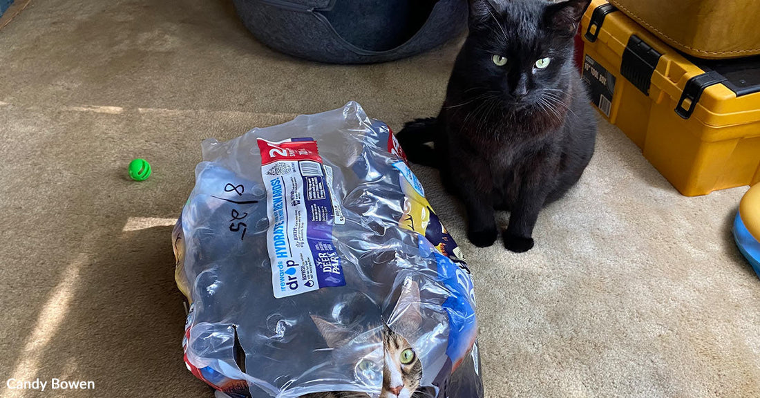 Black cat sitting on a carpet beside a crinkled plastic package, watching as another cat peers out through a hole in the plastic, with pet toys and storage boxes nearby.