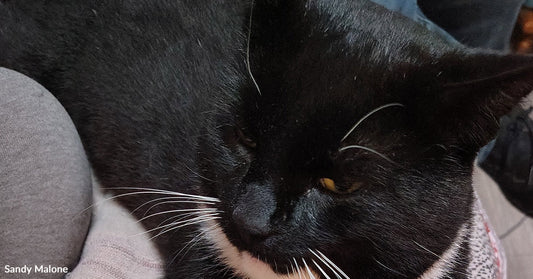 Black-and-white tuxedo cat lounging on a patterned couch, front legs stretched forward and looking calmly to the side.