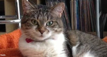 Tabby-and-white cat with green eyes resting on an orange blanket indoors, with shelves of records or books in the background.