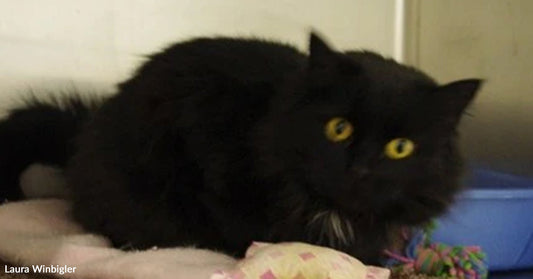 A black cat with bright yellow eyes lies on a soft blanket inside a home, looking toward the camera.