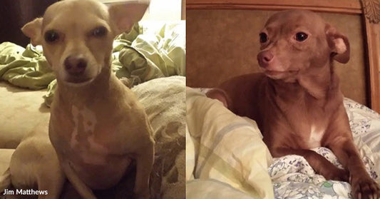 Side-by-side photos of a small tan Chihuahua sitting upright on a bed and lying under blankets looking to the side.