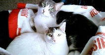 Two gray-and-white tabby cats cuddle together on a white blanket with red lettering.