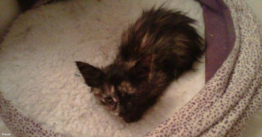 A small dark tortoiseshell kitten rests curled up inside a cozy round pet bed lined with white fleece.