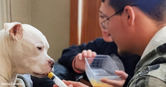 Left Chained on a Detroit Corner, This Dog Became the Hero Who Saved a Life