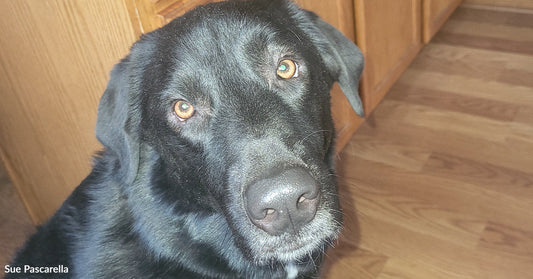 Close-up of black Labrador retriever gazing up with soft brown eyes, seated on a hardwood floor in a kitchen with wooden cabinets in the background.