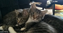 Orphaned Kittens Found Beside Their Dead Family Cling To The Cat Who Helped Heal Them