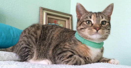 Tabby cat with a white chest and paws wearing a light green collar, lying on a soft white surface indoors.