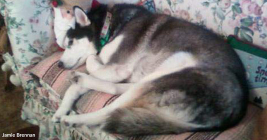 A husky sleeps curled up on a patterned couch indoors with its head resting on a cushion.