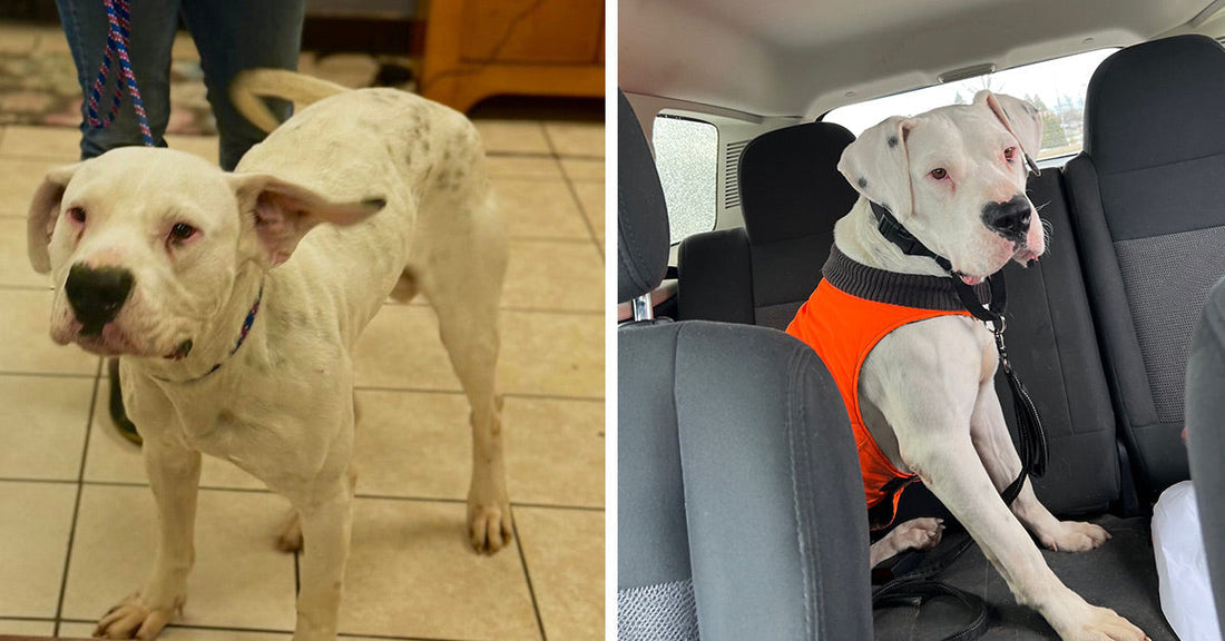 Split image showing a white dog standing indoors and the same dog sitting in a car wearing an orange jacket.
