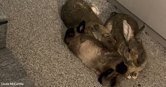 Three rabbits snuggle together on a gray carpet, pressed closely side by side near a dresser.