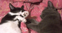 Two cats lying on a patterned pink cushion, gently touching paws as they rest close together.