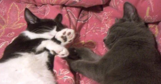 Two cats lying on a patterned pink cushion, gently touching paws as they rest close together.
