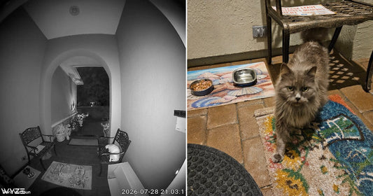 Two Abandoned Cats Find Safety on a Stranger’s Porch
