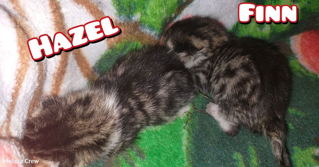 Two tiny tabby kittens rest together on a green patterned blanket, with the names Hazel and Finn written above them.