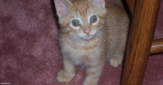 A tiny orange tabby kitten with green eyes sits on pink carpet beside a wooden chair leg, looking up at the camera.