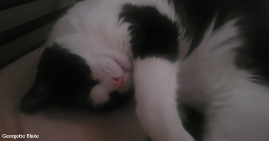 Close-up of a sleeping black-and-white cat curled up with one paw covering part of its face.
