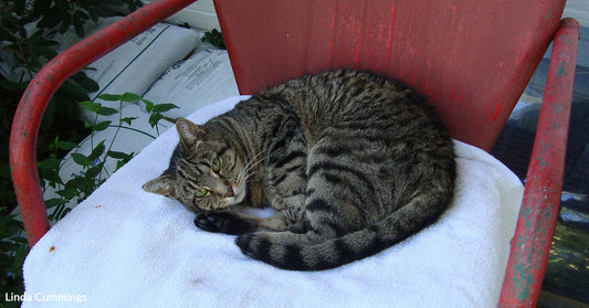 A Shelter Volunteer Put The Wrong Cat In Her Arms And Everything Changed