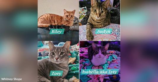 Collage showing Riley (orange tabby), Audyn (brown tabby), Zoey (gray tabby), and Isabella aka Izzy (gray and white cat) lounging indoors on blankets and cushions.