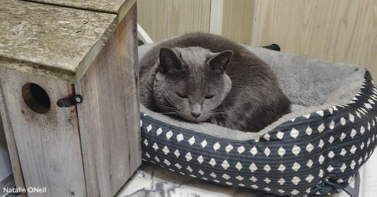 Gray cat sitting alert in a cushioned pet bed on a washing machine, surrounded by wooden cabinets and laundry room fixtures.