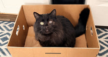 Fluffy black cat with one cloudy eye sitting inside a cardboard produce box on a patterned rug indoors.