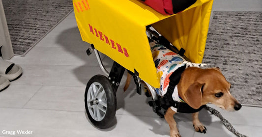 Small dachshund harnessed to a bright yellow hot dog cart costume attached to a dog wheelchair.