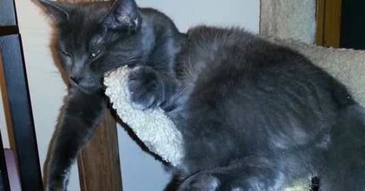 A gray cat lounges draped over the top of a sisal scratching post, dangling its paws lazily.