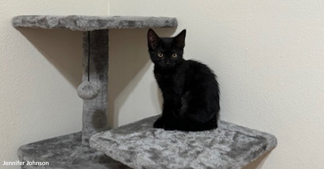 A Broken Home Finds Joy Again When A Black Cat Arrives To Comfort Them