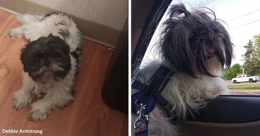 Split image of a fluffy black-and-white dog resting on a floor indoors, then riding in a car while looking out the window.