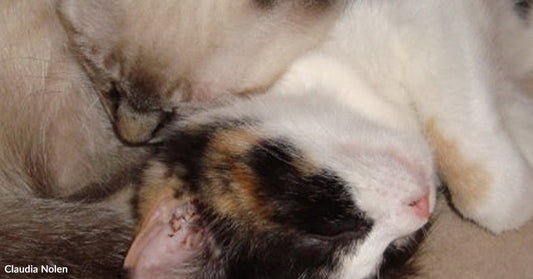 Two sleeping kittens curled against each other, one calico and one cream-colored with darker ears.