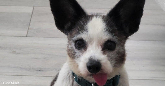 Close-up of a small black-and-white dog’s face with large upright ears and tongue visible, looking directly at the camera.