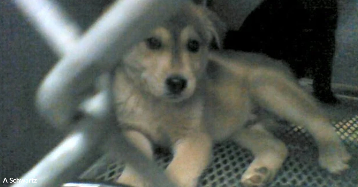 Woman Turns Back Toward Shelter And Finds The Dog Who Would Save Her ...