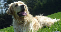 A golden retriever lies in bright green grass on a sunny day, tongue out and looking happily upward.