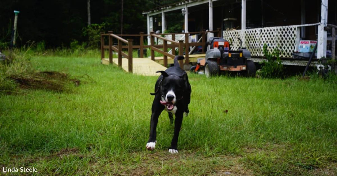 Big Bullmastiff Mix 'Nannies' 90-Year-Old Woman